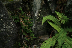 Selaginella sibirica