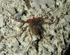 Paraphrynus pococki