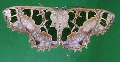 Scopula divisaria