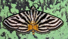 Dichocrocis rigidalis