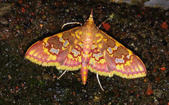 Ischnurges
