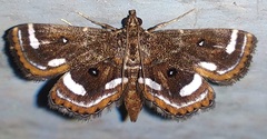 Musotima