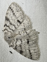 Phiala