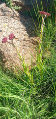 Crassula alba