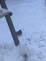 Junco hyemalis