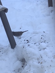 Junco hyemalis