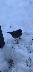 Junco hyemalis