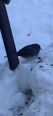 Junco hyemalis