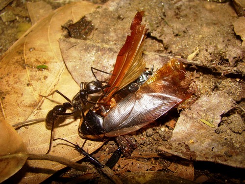 Dinoponera lucida · iNaturalist