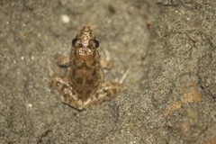 Fejervarya limnocharis