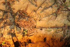 Fejervarya limnocharis