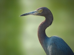 Egretta caerulea