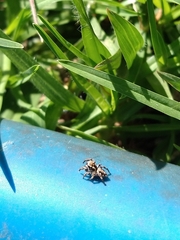 Habronattus cambridgei
