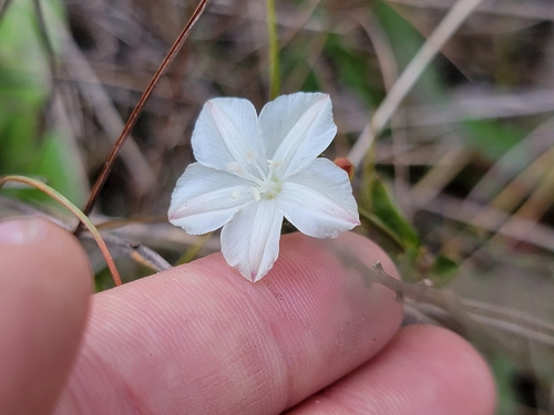 Image of Jacquemontia curtissii by no rights reserved
