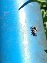 Habronattus cambridgei