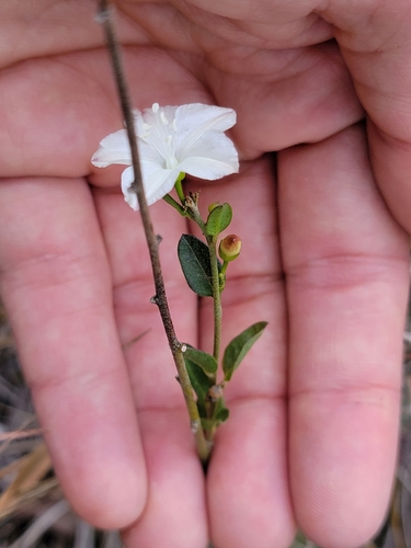 Image of Jacquemontia curtissii by no rights reserved