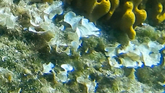 Padina pavonica