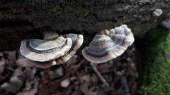 Trametes versicolor