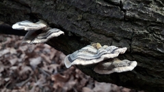 Trametes versicolor