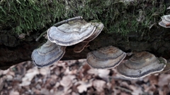 Trametes versicolor