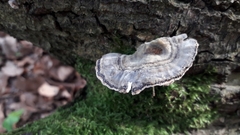 Trametes versicolor