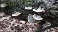 Trametes versicolor
