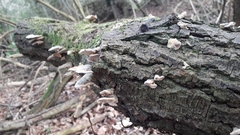 Trametes versicolor