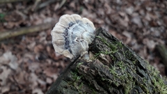 Trametes versicolor