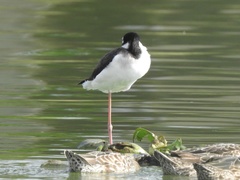 Himantopus mexicanus