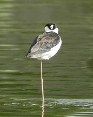 Himantopus mexicanus