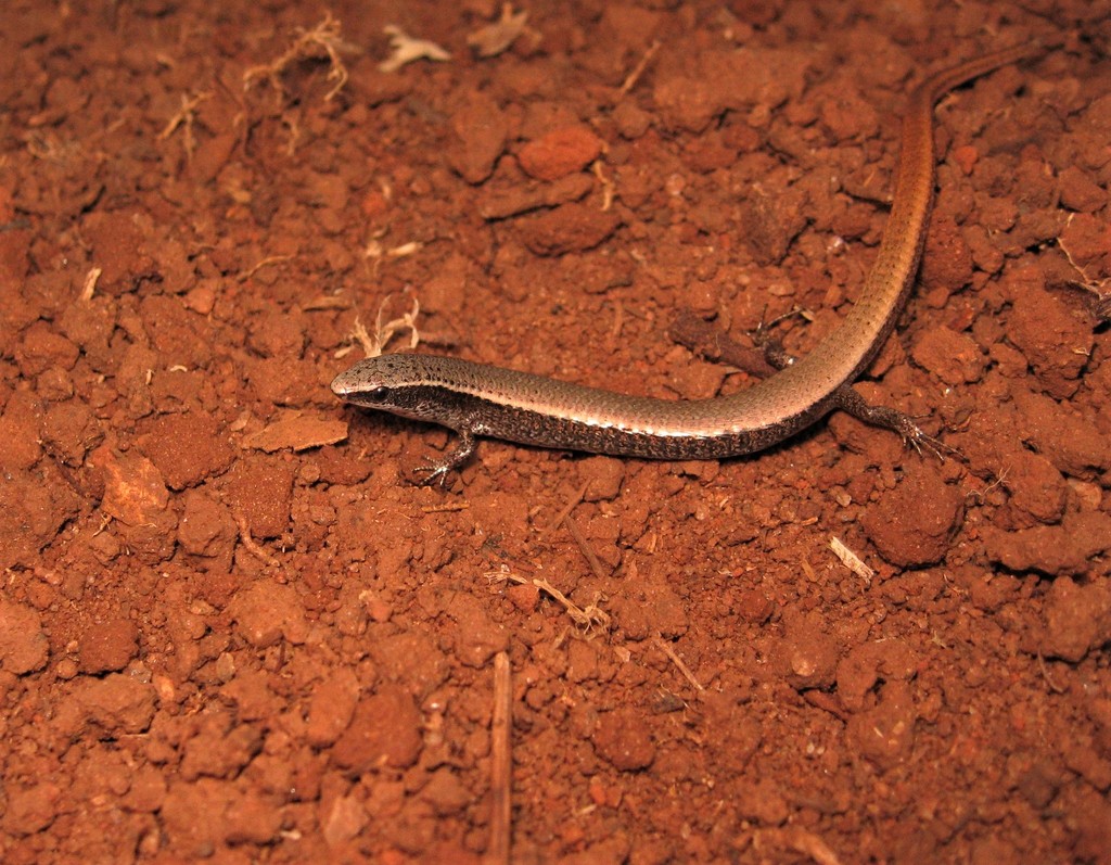 Psilophthalmus