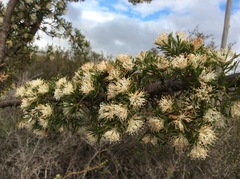 Hakea tuberculata