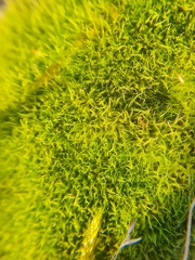Bryophyta