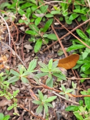 Crocanthemum corymbosum