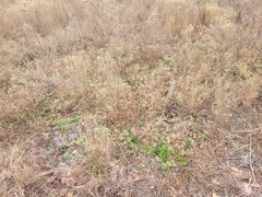 Crocanthemum corymbosum