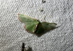 Comibaena leucospilata