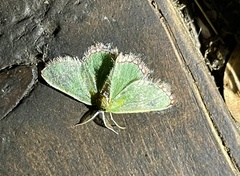 Comibaena leucospilata