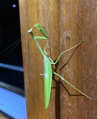 Stagmatoptera binotata
