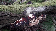 Daedaleopsis confragosa