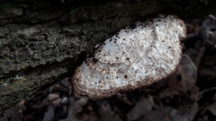 Daedaleopsis confragosa