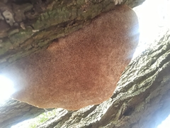 Daedaleopsis confragosa