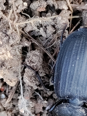 Licinus silphoides