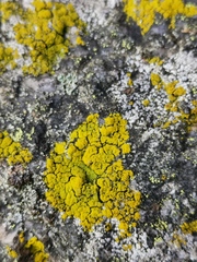 Candelariella coralliza
