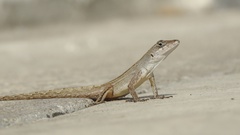 Anolis sagrei