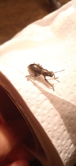 Naupactus tremolerasi