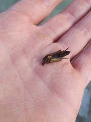 Trichoptera