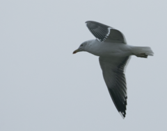 Larus fuscus
