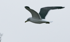 Larus fuscus
