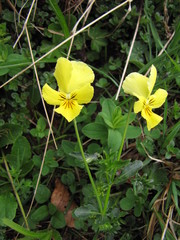 Viola lutea sudetica