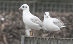 Chroicocephalus ridibundus